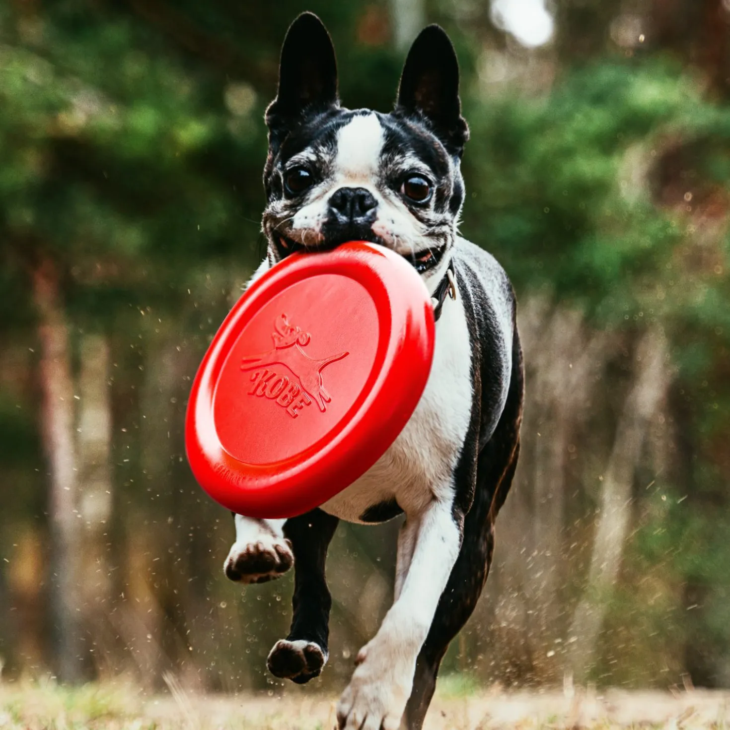 Frisbee voor hond met bacongeur
