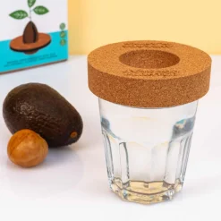 Kurken ontkiemset voor avocado’s