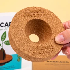 Kurken ontkiemset voor avocado’s