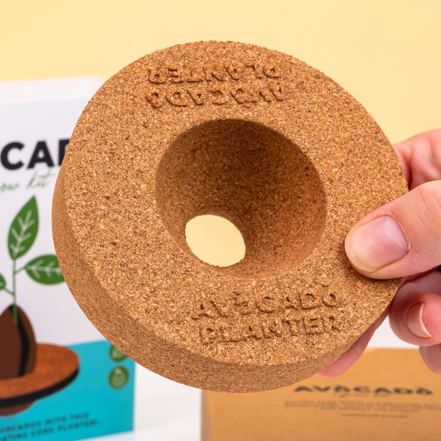 Kurken ontkiemset voor avocado’s